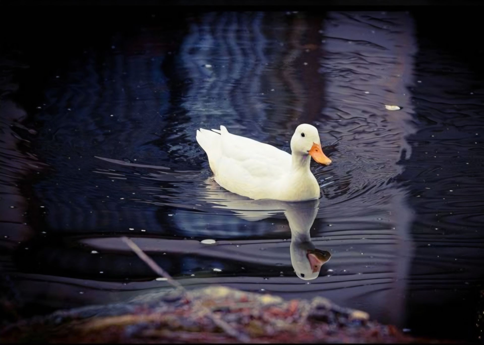 White duck swimming in a dark, reflective pond on a calm day.